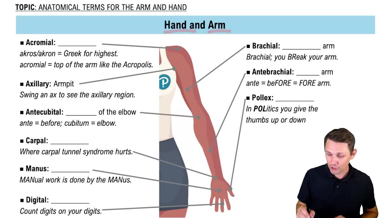 The Arm and Hand