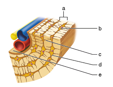 Cross-sectional illustration of bone tissue showing labeled structures including lacunae and surrounding matrix.
