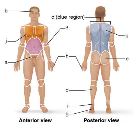 Front and back views of a male body with labeled anatomical regions for matching directional terms.