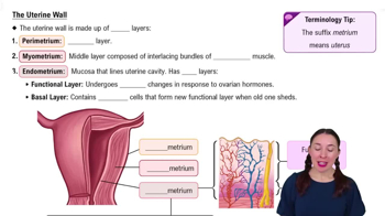 The Uterine Wall