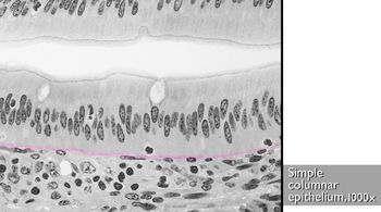 Microscopic appearance of simple columnar epithelium