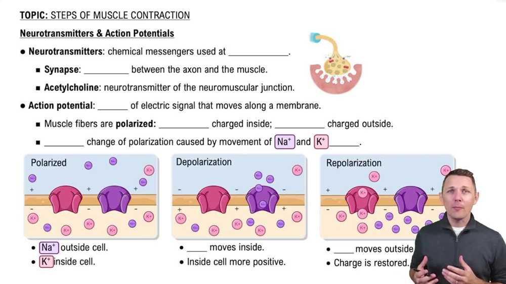 Neurotransmitters & Action Potentials