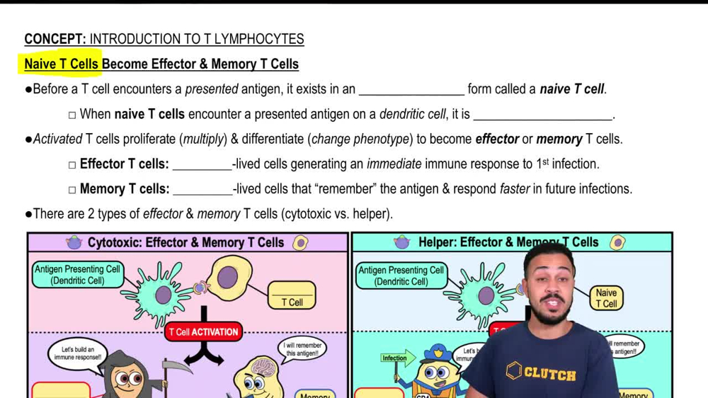 Naive T Cells Become Effector & Memory T Cells
