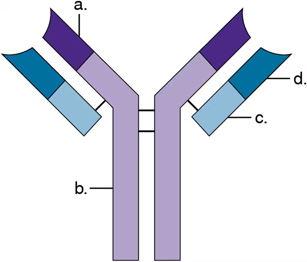 Diagram illustrating an antibody structure with labeled regions indicating potential antigen binding sites.