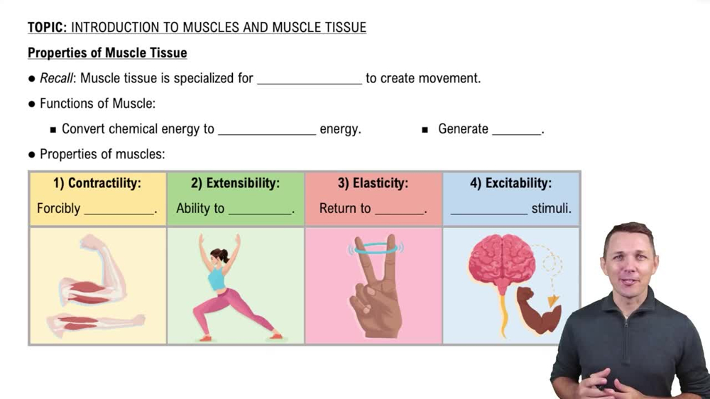 Properties of Muscle Tissue