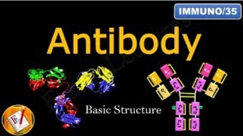 Detailed Antibody Structure
