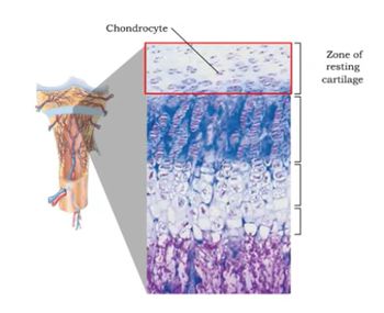 Bone elongation -  processes at the epiphyseal plate
