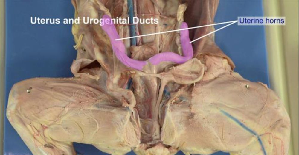 Female Reproductive Structures