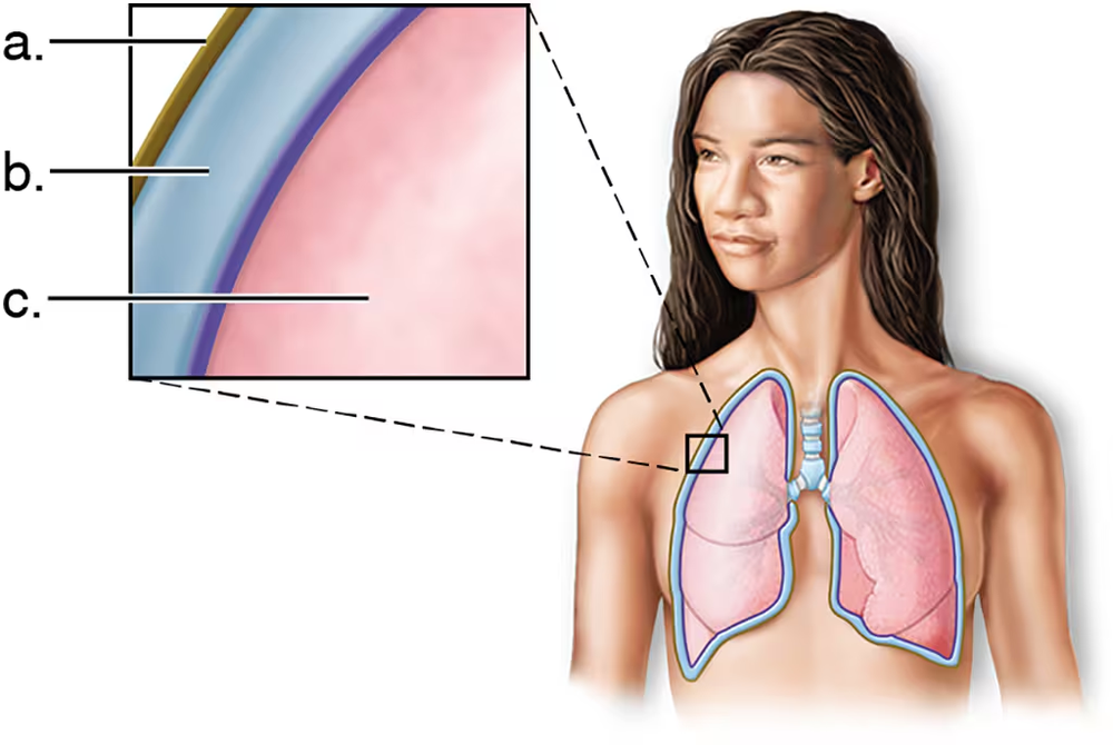Illustration of human lungs with labels indicating intrapleural pressure and surrounding structures.