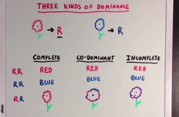 Co-dominance and Incomplete Dominance 