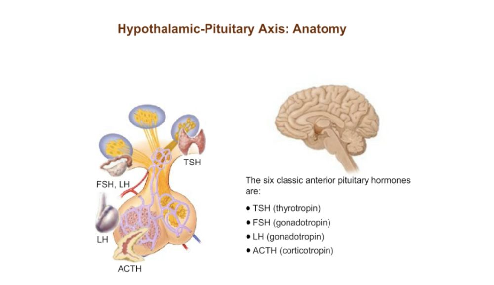 Hypothalamic-Pituitary Axis