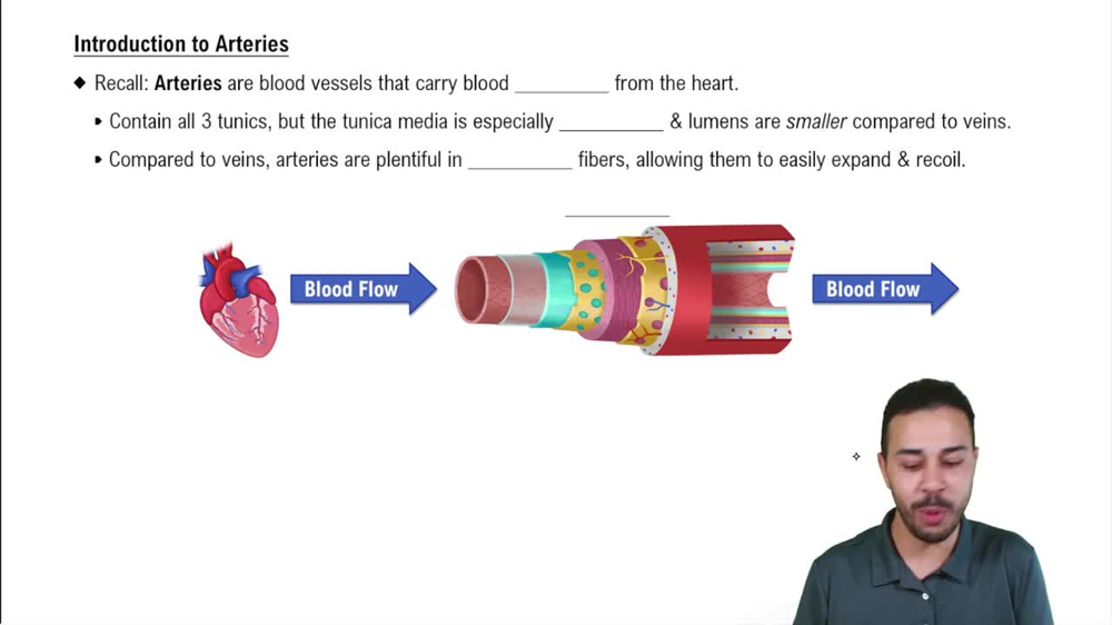 Introduction to Arteries