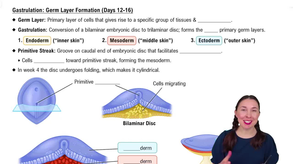 Gastrulation: Germ Layer Formation (Days 12-16)
