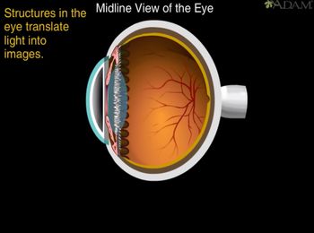 How the Eye Works Animation