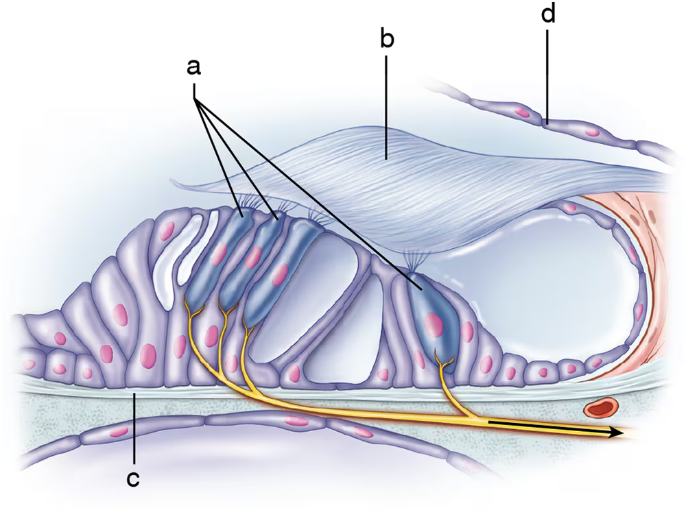 Illustration of the spiral organ of Corti, showing hair cells and their connections to auditory nerve fibers.