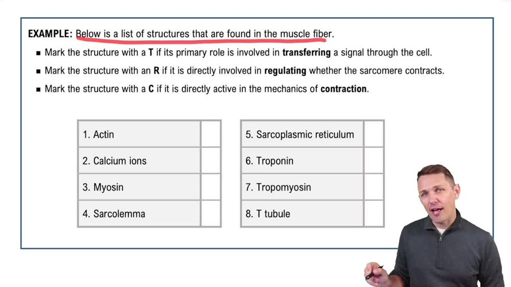 Steps of Muscle Contraction Example 1