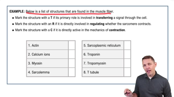 Steps of Muscle Contraction Example 1