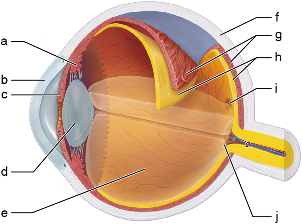 Diagram of an eye with labeled structures, highlighting the transparent window that allows light to enter.