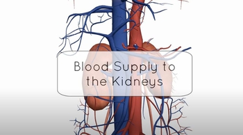 Blood Supply to the Kidneys 