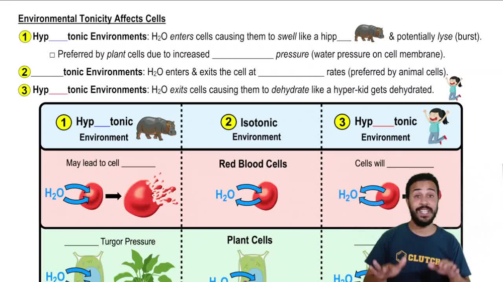 Environmental Tonicity Affects Cells