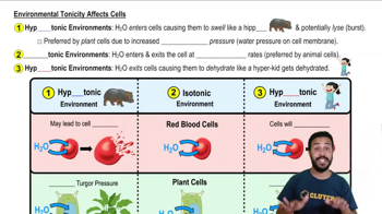 Environmental Tonicity Affects Cells