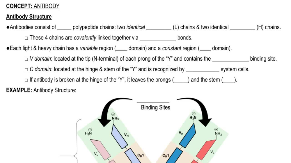 Antibody Structure