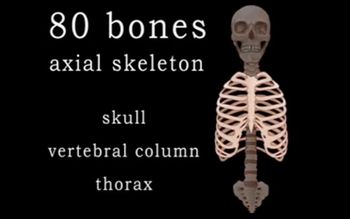 Axial and Appendicular Skeleton