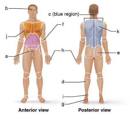 Front and back views of a male body with labeled anatomical regions for matching directional terms.