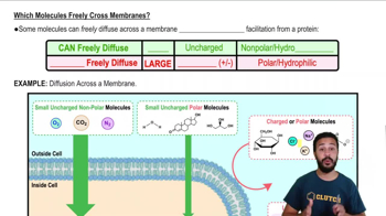 Which Molecules Freely Cross Membranes?