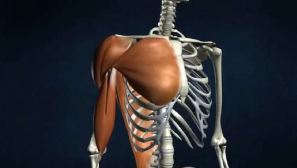 Movement at the glenohumeral joint