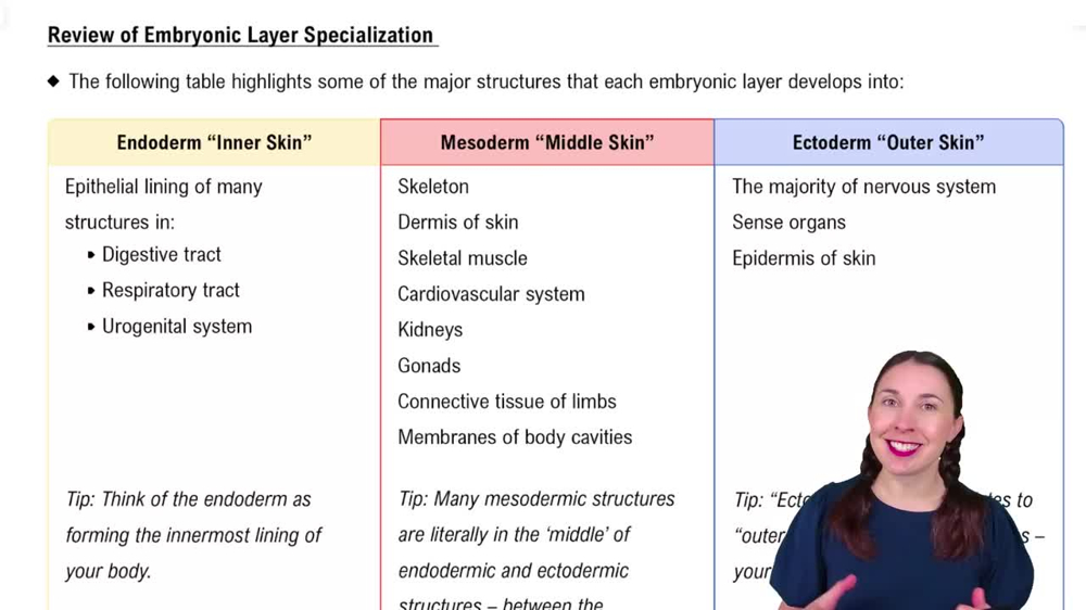 Review of Embryonic Layer Specialization