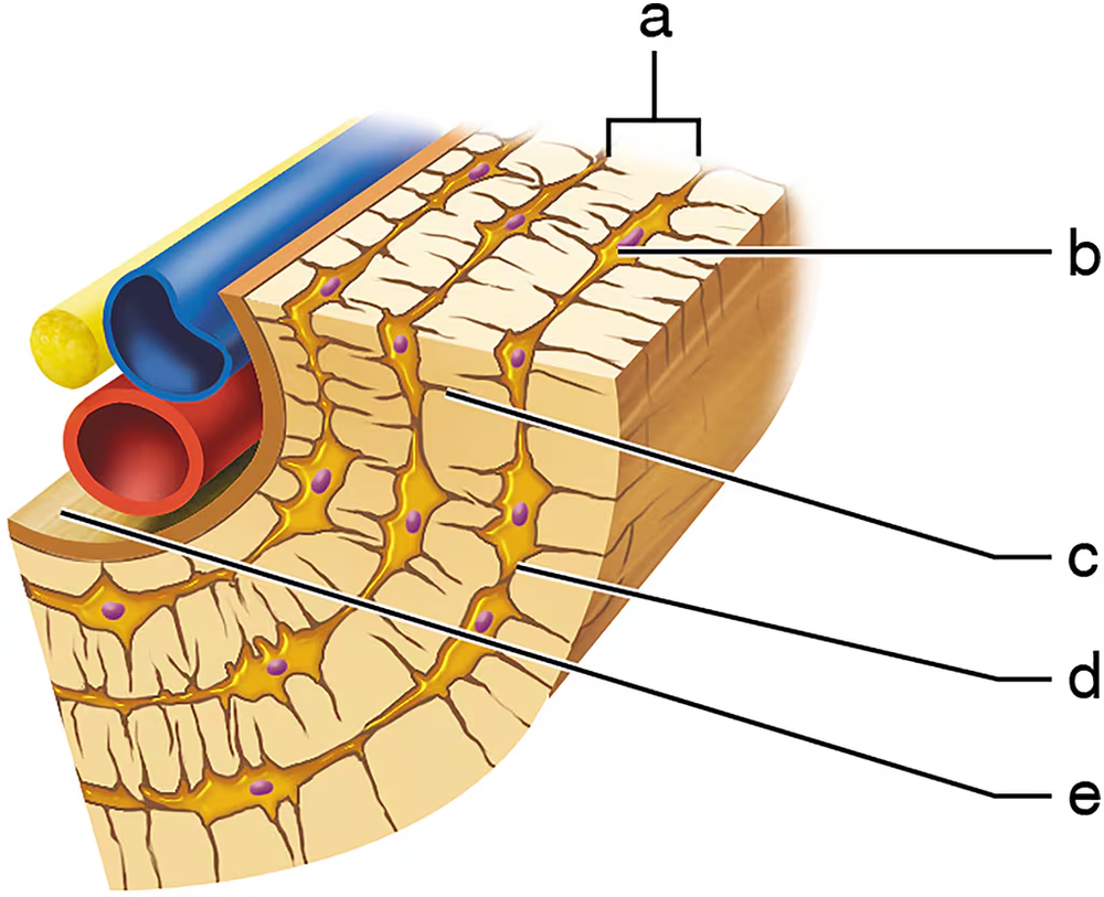Diagram of an osteon structure, labeled with letters indicating different components, including blood vessels and lamellae.
