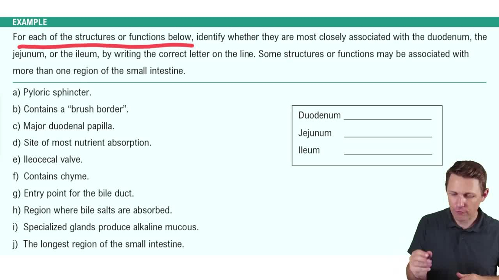 Small Intestine Example 4