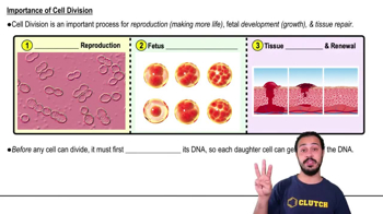 Importance of Cell Division