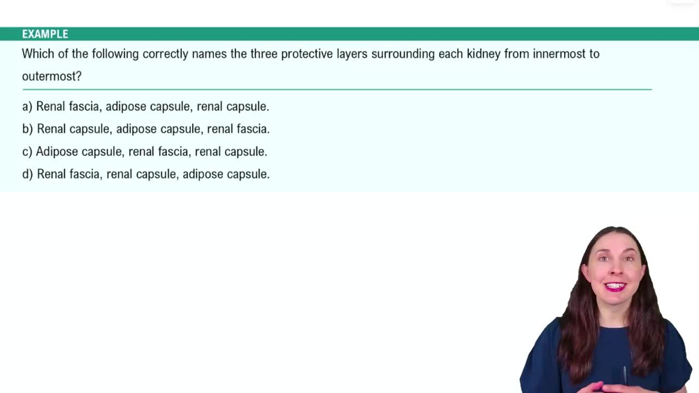 The Kidneys Example 1
