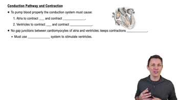 Conduction Pathway and Contraction