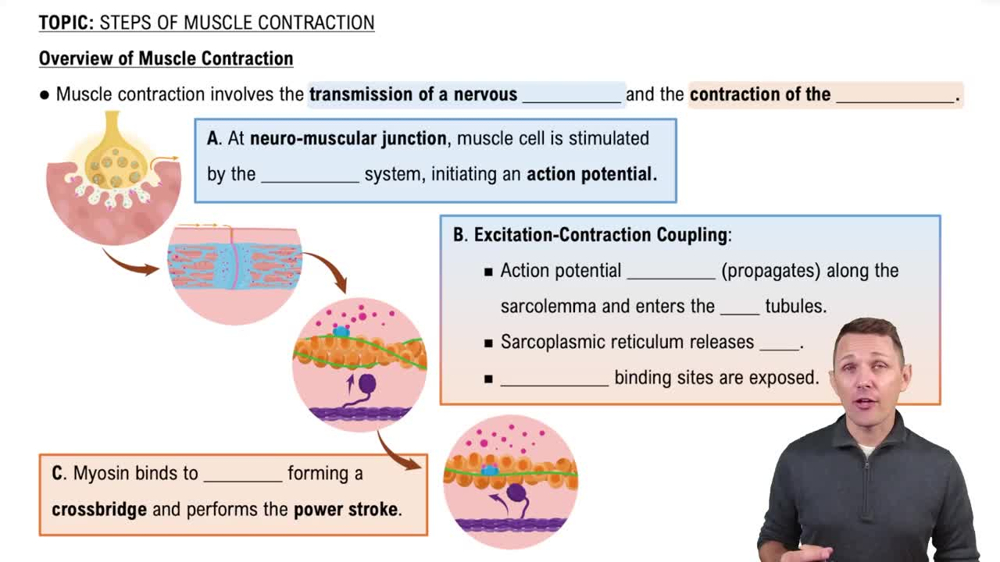Overview of Muscle Contraction