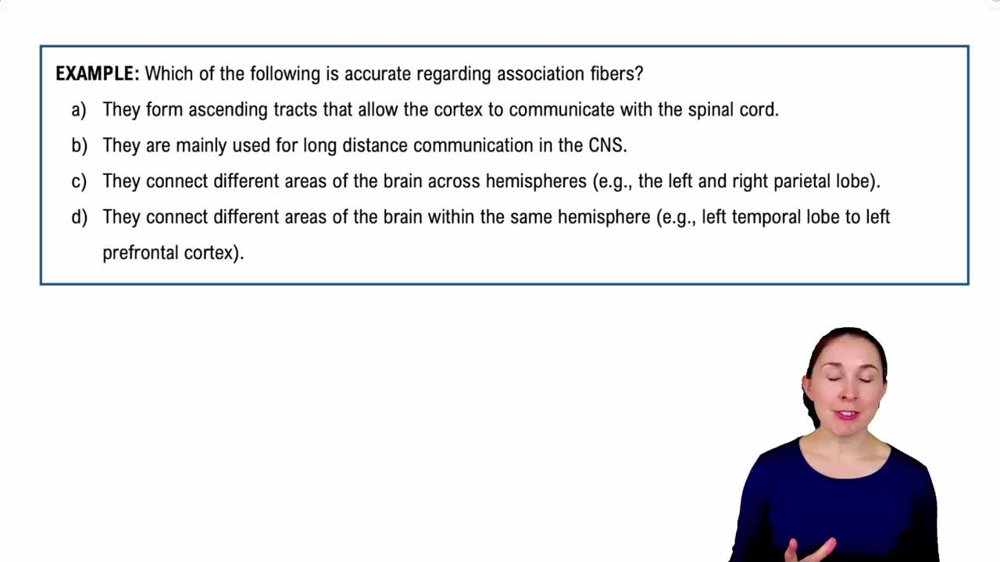 The Cerebrum Example 7