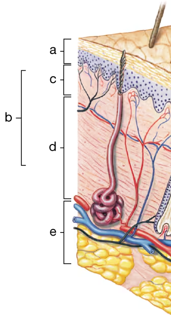 Diagram of skin layers, highlighting cutaneous membrane sections and loose connective tissue beneath.