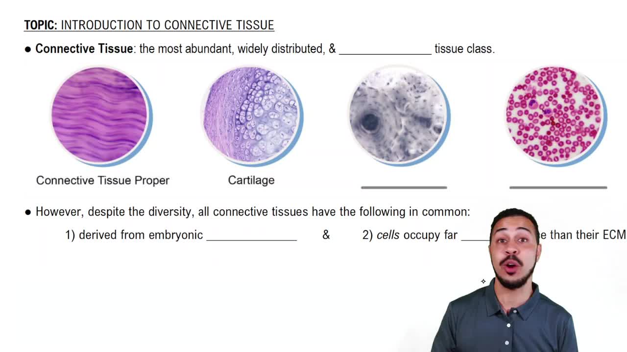 Intro to Connective Tissue