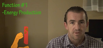 Functions & Importance Of Carbohydrates 
