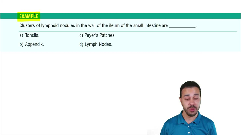 Secondary Lymphoid Organs: MALT Example 3