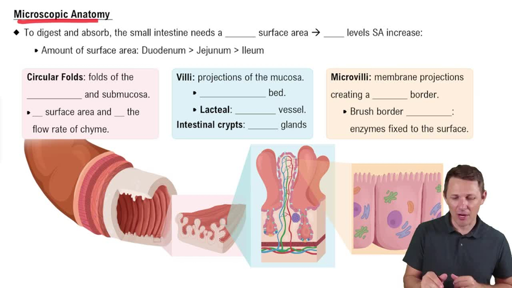 Microscopic Anatomy