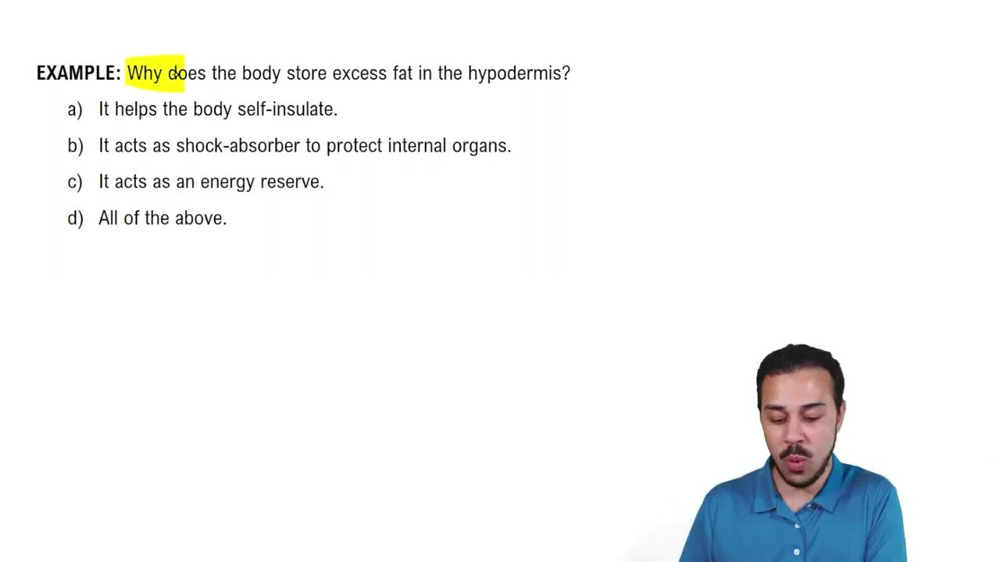 The Hypodermis Example 1