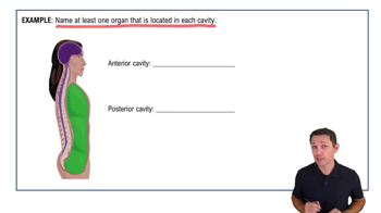 Organization of the Body: Body Cavities Example 1