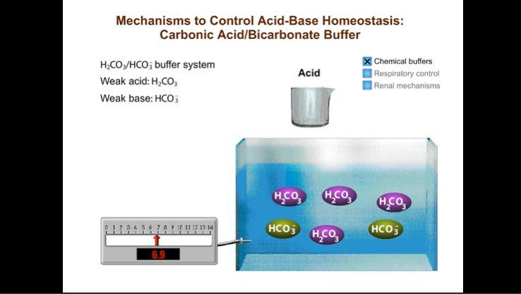 Mechanisms to Control Acid-Base Homeostasis
