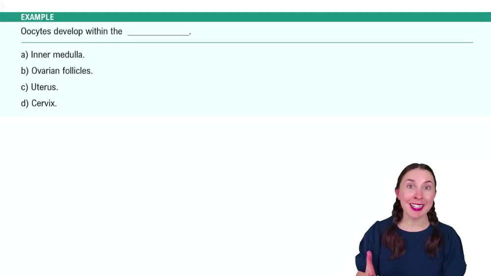 Anatomy of the Female Reproductive System Example 1