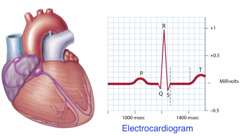 Conducting System of the Heart