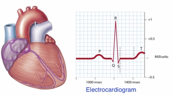 Conducting System of the Heart
