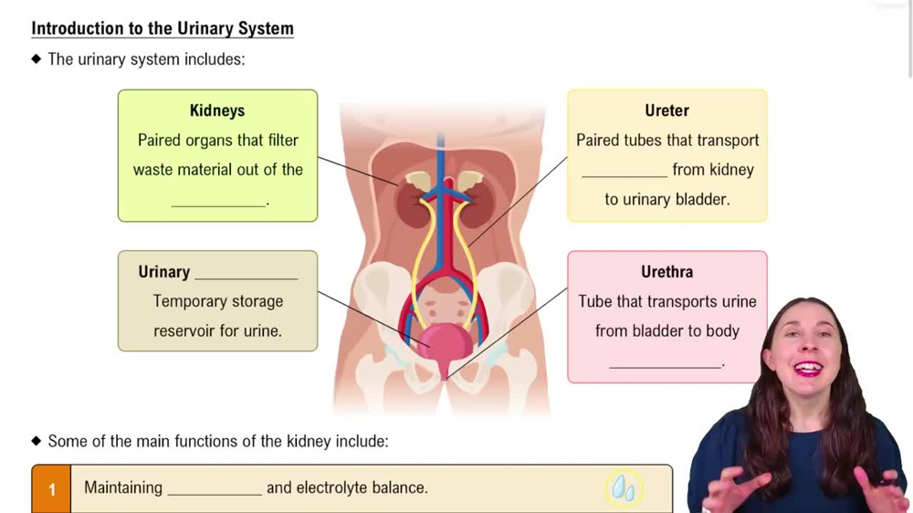 The Urinary System